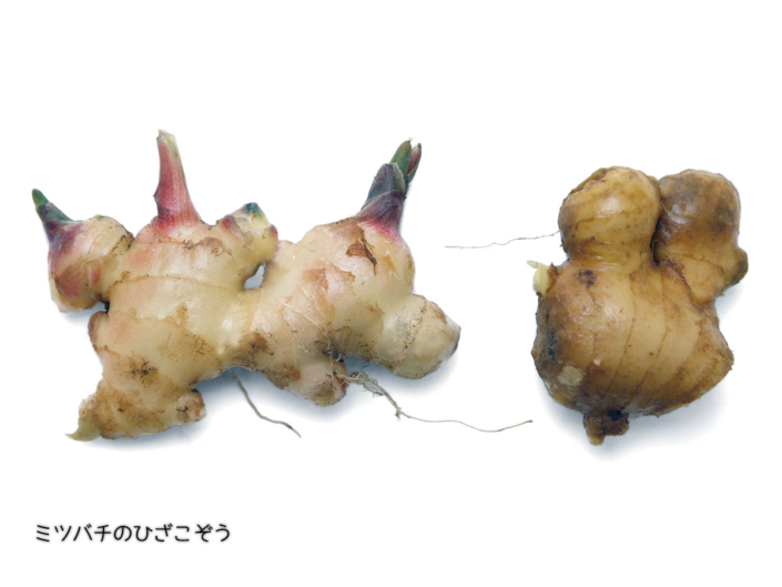 生姜 生姜