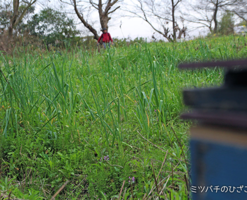 MorningDewFarm_櫨谷_にんにく