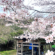 奈良の大宇陀も今年は桜がもう満開！