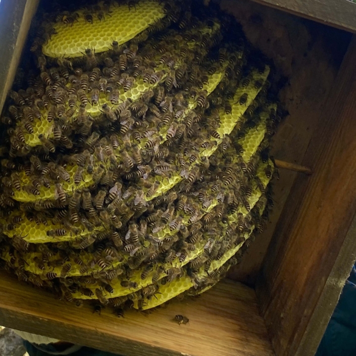 ニホンミツバチが入居した巣箱は数週間でこの通り