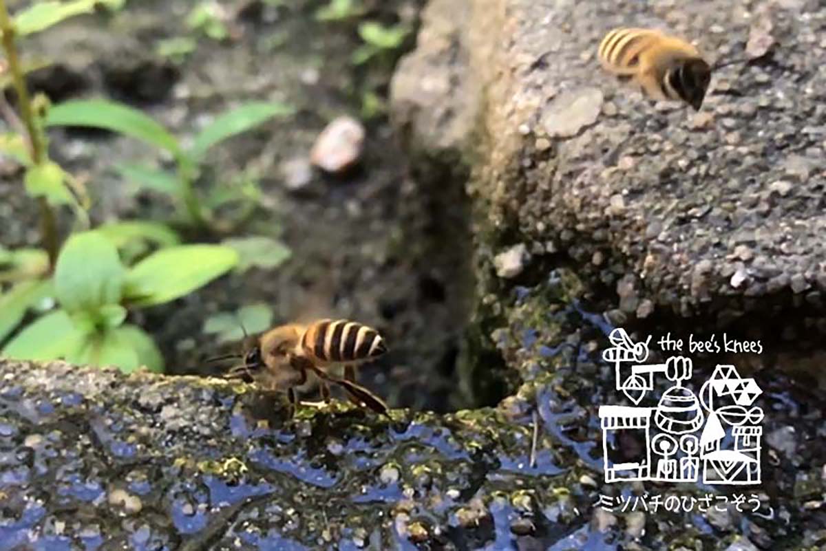 japanesehoneybees