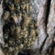 大樹に棲むニホンミツバチ