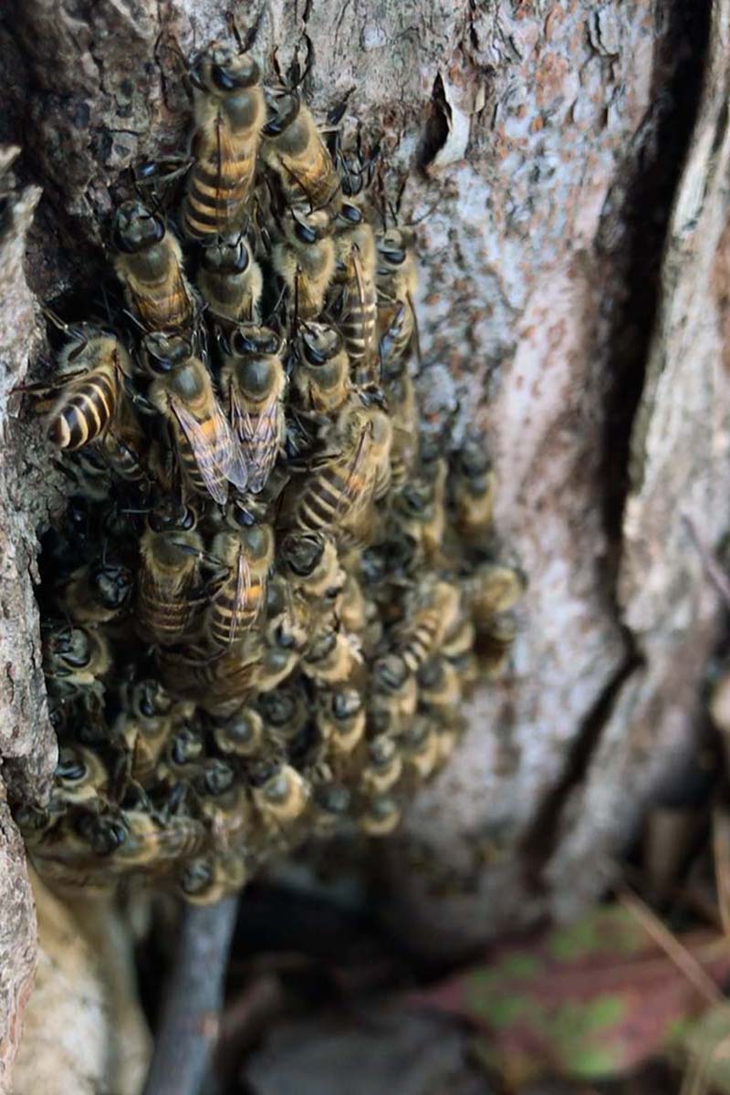 大樹に棲むニホンミツバチ