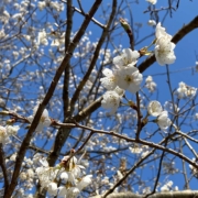 さくらんぼの花が満開でした。この桜の木の花は初めて見たような気がします。今年は花が多いのでしょうか。