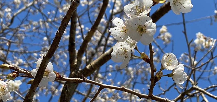 さくらんぼの花が満開でした。この桜の木の花は初めて見たような気がします。今年は花が多いのでしょうか。