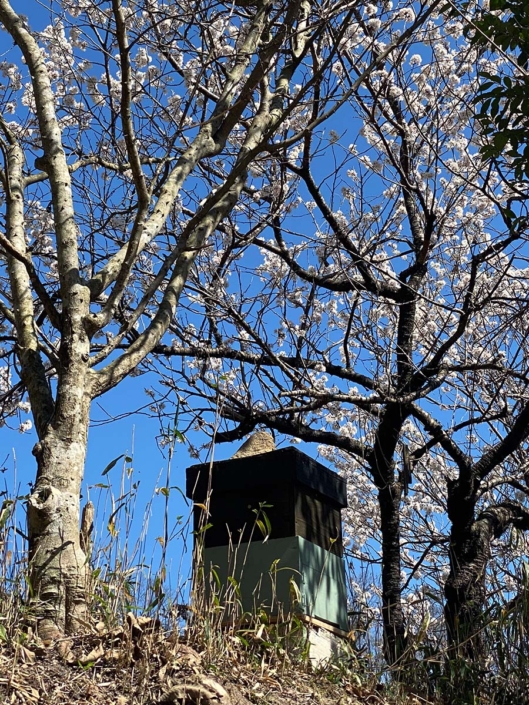さくらんぼの樹の下にもニホンミツバチの待受巣箱。こちらも優良物件です。