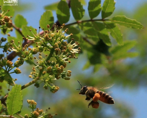 ニホンミツバチと花山椒