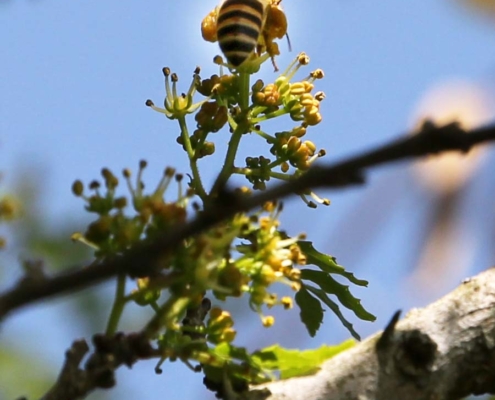 山椒の花とニホンミツバチ