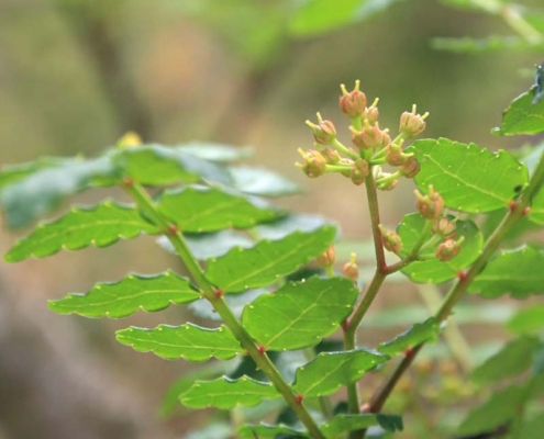 山椒の雌花