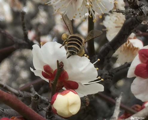 梅にニホンミツバチ