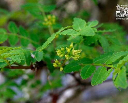 山椒の雌花です