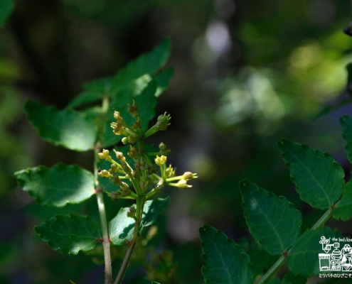 山椒の雌花