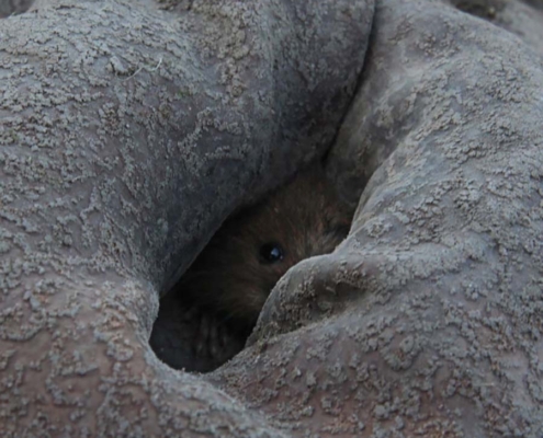 野ネズミちっちゃい