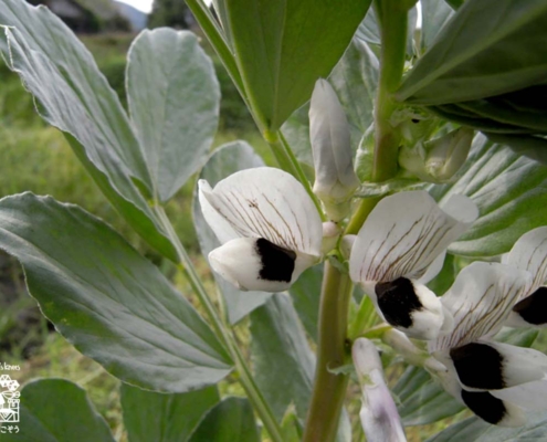 そら豆の花