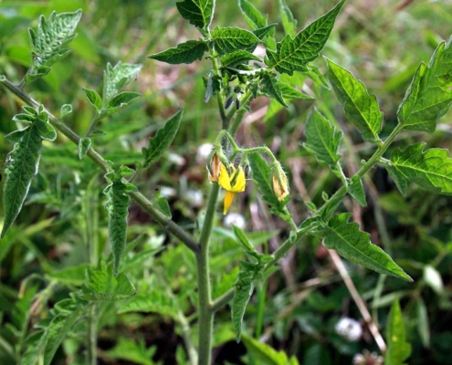 トマトの花