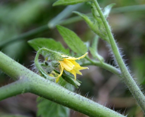 トマトの花