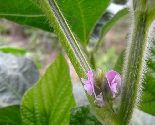 大豆の花