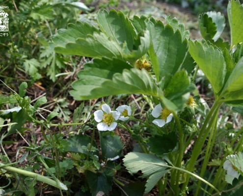 いちごの花