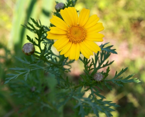 春菊（菊菜）