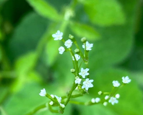 三つ葉の花