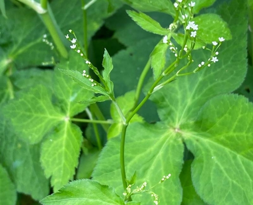 三つ葉の花