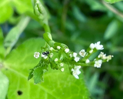 三つ葉の花