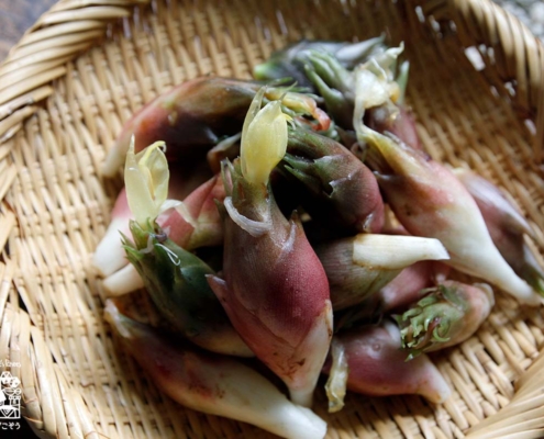 みょうが・茗荷