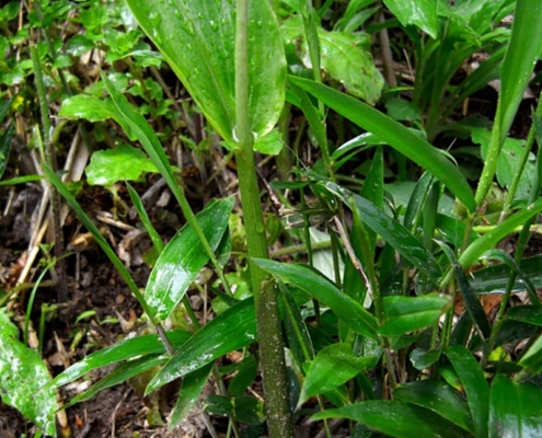 みょうが・茗荷