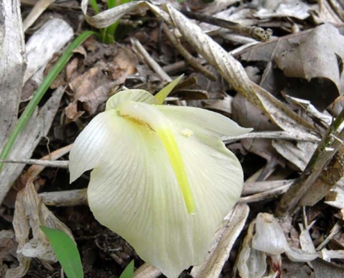 みょうが・茗荷