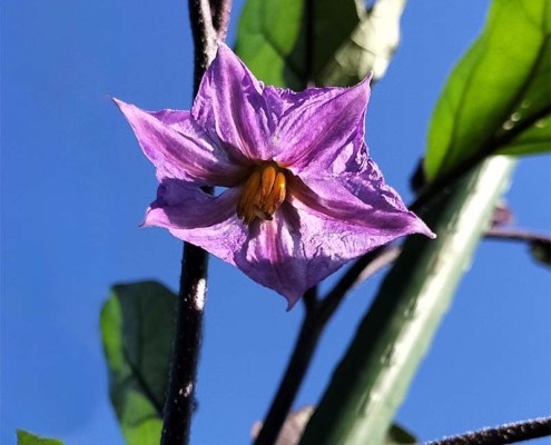 茄子
