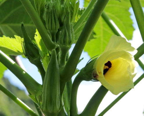 オクラの花