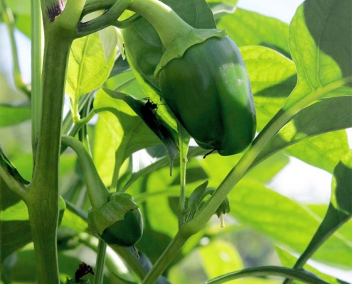 ピーマン・green pepper
