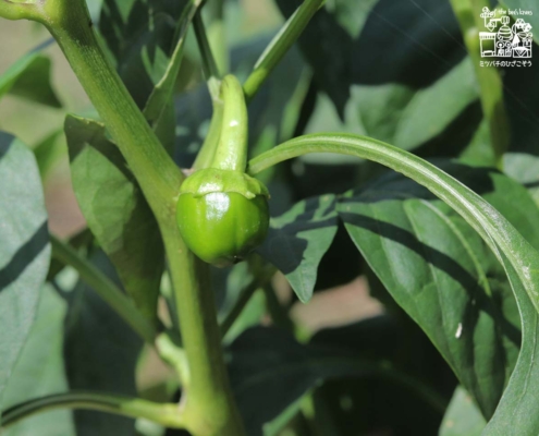 ピーマン・green pepper