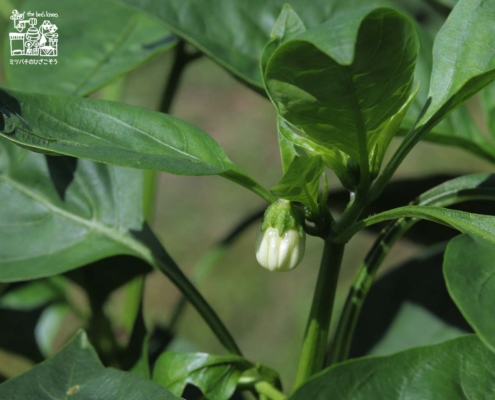 ピーマン・green pepper