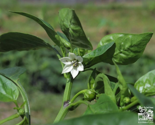 ピーマン・green pepper