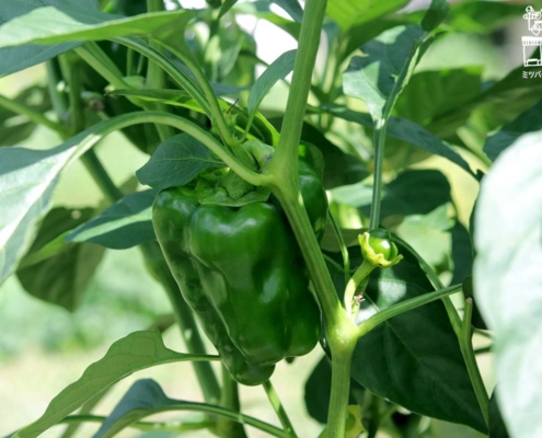 ピーマン・green pepper