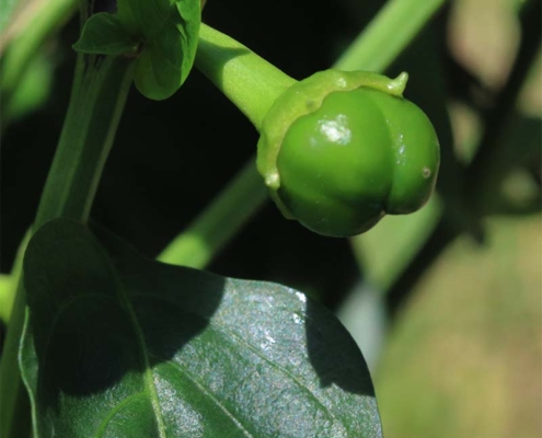 ピーマン・green pepper