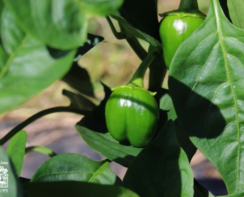 ピーマン・green pepper