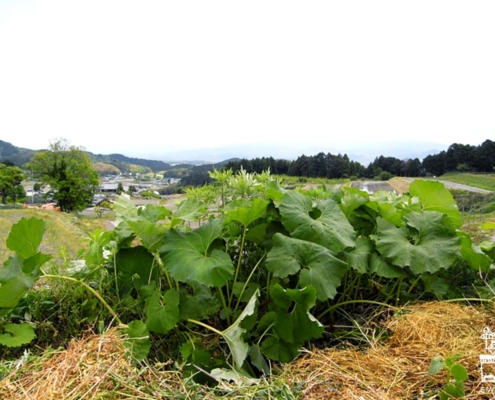 蕗