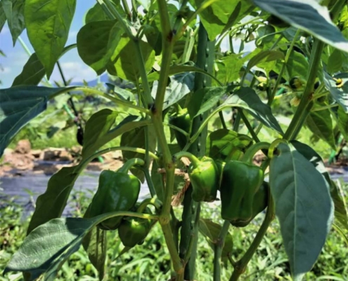 ピーマン・green pepper